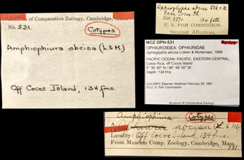 Media type: image;   Invertebrate Zoology OPH-531 Aspect: labels